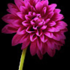 Meet your Posher, Cathy